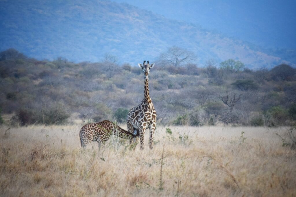 africa yoga safari retreat